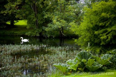 Romantic swan