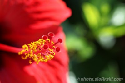Red flower - macro