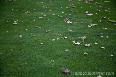 Autumn leaves on a green grass...