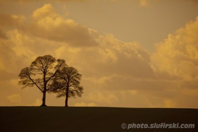 Trees and yellow sky
