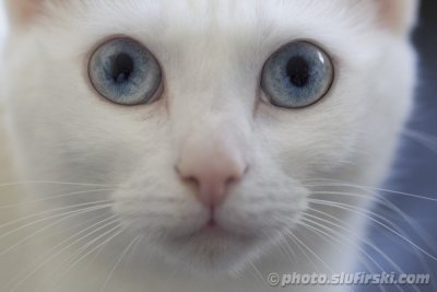 Albino cats face - close up