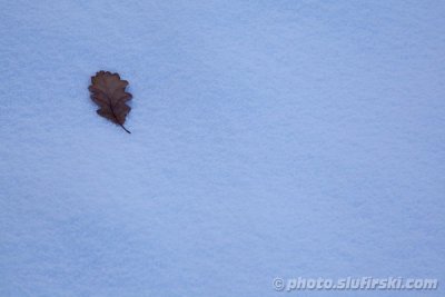 Lonely leaf on the snow