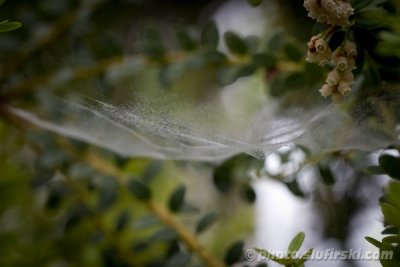 Spiderweb. National Botanic Gardens - Dublin, Ireland