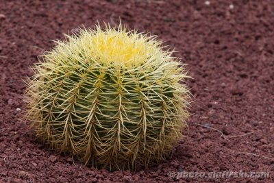 Cactus - Lanzarote