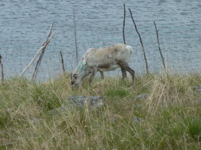 Honningsvag - on way to The North Cape