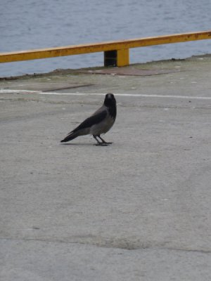 Honningsvag - Crow Hooded (Corvus cornix)