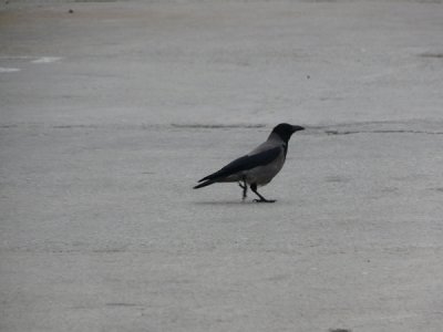 Honningsvag - Crow Hooded (Corvus cornix)