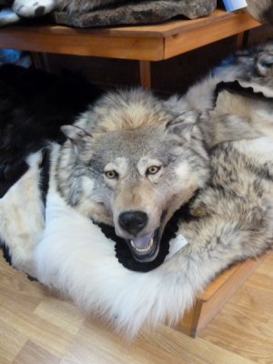 Spitzbergen - Longyearbarden Wolf Skin in shop