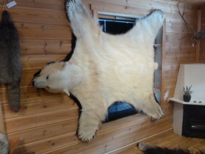 Spitzbergen - Longyearbarden Bear skin in shop