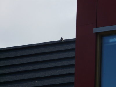 Spitzbergen - Longyearbarden Bird on roof