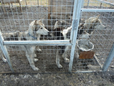 Spitzbergen - Longyearbarden Dog Farm