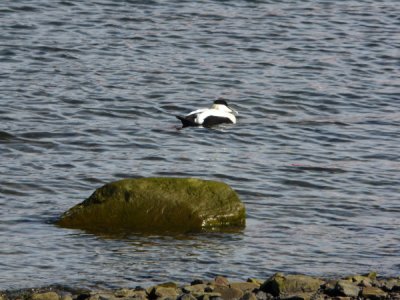 Spitzbergen - Longyearbarden Eider Duck Male