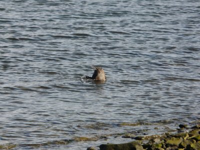 Spitzbergen - Longyearbarden 'Eider Duck' Female