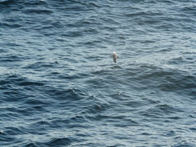 Artic Ocean - Seabirds