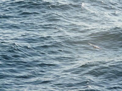 Artic Ocean - Seabirds