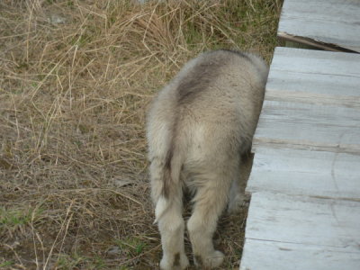 Spitzbergen - Longyearbarden Dog Farm