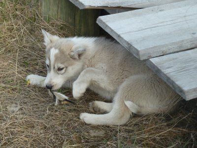 Spitzbergen - Longyearbarden Dog Farm