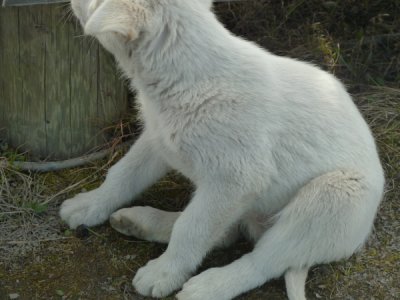 Spitzbergen - Longyearbarden Dog Farm