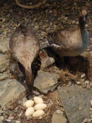 Spitzbergen - Longyearbarden Museum