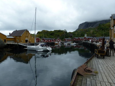 Lofoten Islands - Nusfjord Kitiwakr Colony