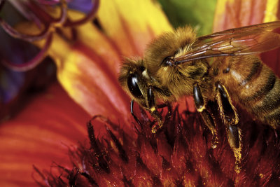 Bee