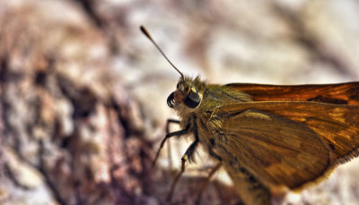 Moth