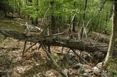 Worthington State Forest, NJ