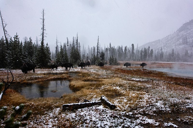 Bison Crossing