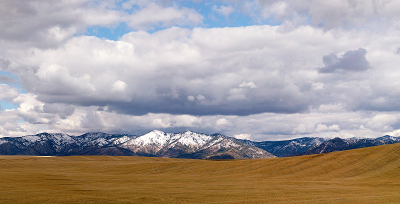 wheat-pano3.jpg