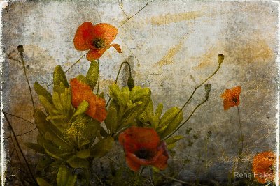 Poppies from Italy