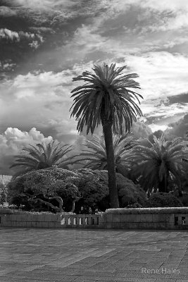 A Palm in Otoranto