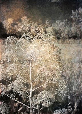 Weed Along the Road