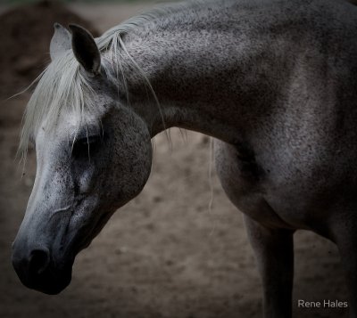 New Mexico ~ Horse