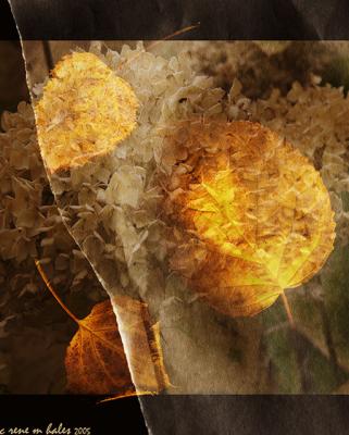 g4/14/275514/3/52069868.111005leavesandflowers.jpg