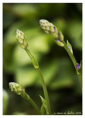 hosta tops