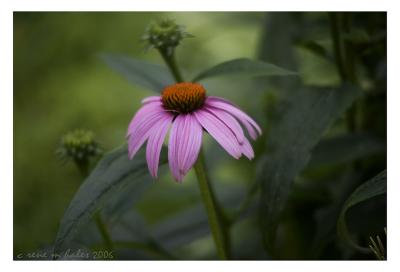 purple coneflower