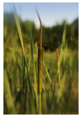 cattails along the creek