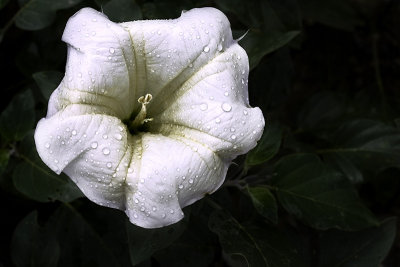 Georgia's Flower