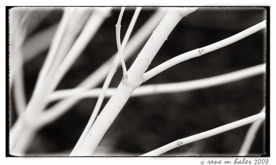 backyard stems (winter)