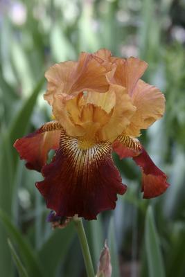 Rusty Iris