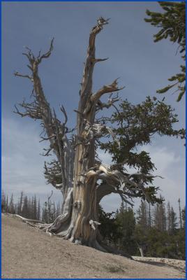 1700 Year-Old Bristlecone Pine