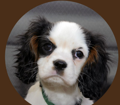 Silkie at 3 Months of Age