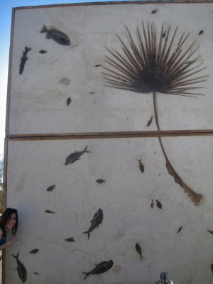 Huge fern fossil