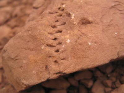 Fossilized tracks? in Hermit Shale