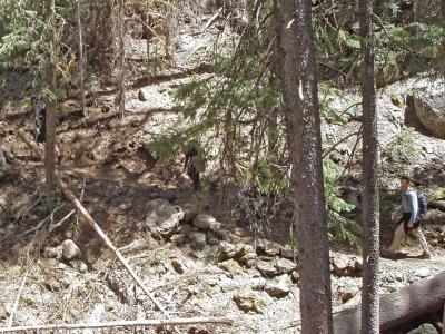 Lower part of trail thru the forest.  Just missed Bigfoot at lower left.