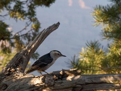 White Breasted Nuthatch enjoying the view