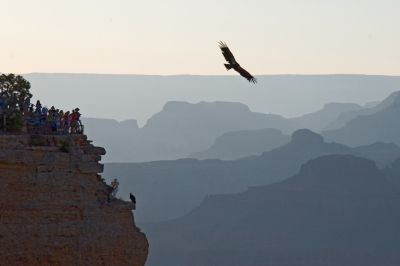 Condor over Yavapai Point