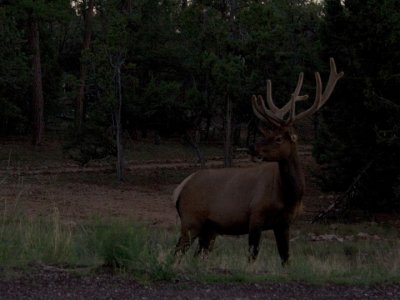 Elk near Albright School