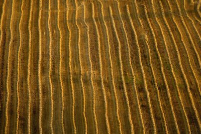 Fields of gold