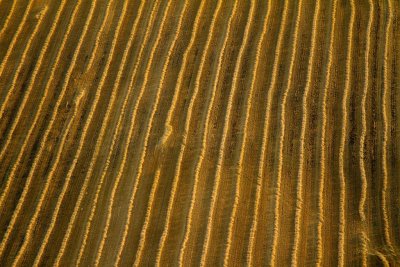 Fields of gold